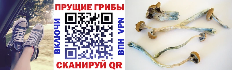 Галлюциногенные грибы GOLDEN TEACHER  магазин  наркотиков  Саратов 